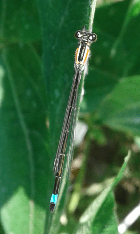 Coenagrionidae : Ischnura elegans? s!